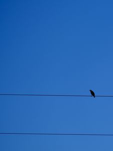 Preview wallpaper bird, wires, sky
