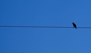 Preview wallpaper bird, wires, sky