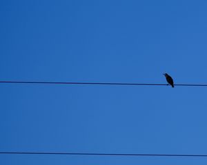 Preview wallpaper bird, wires, sky