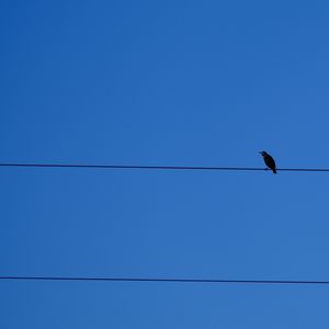 Preview wallpaper bird, wires, sky