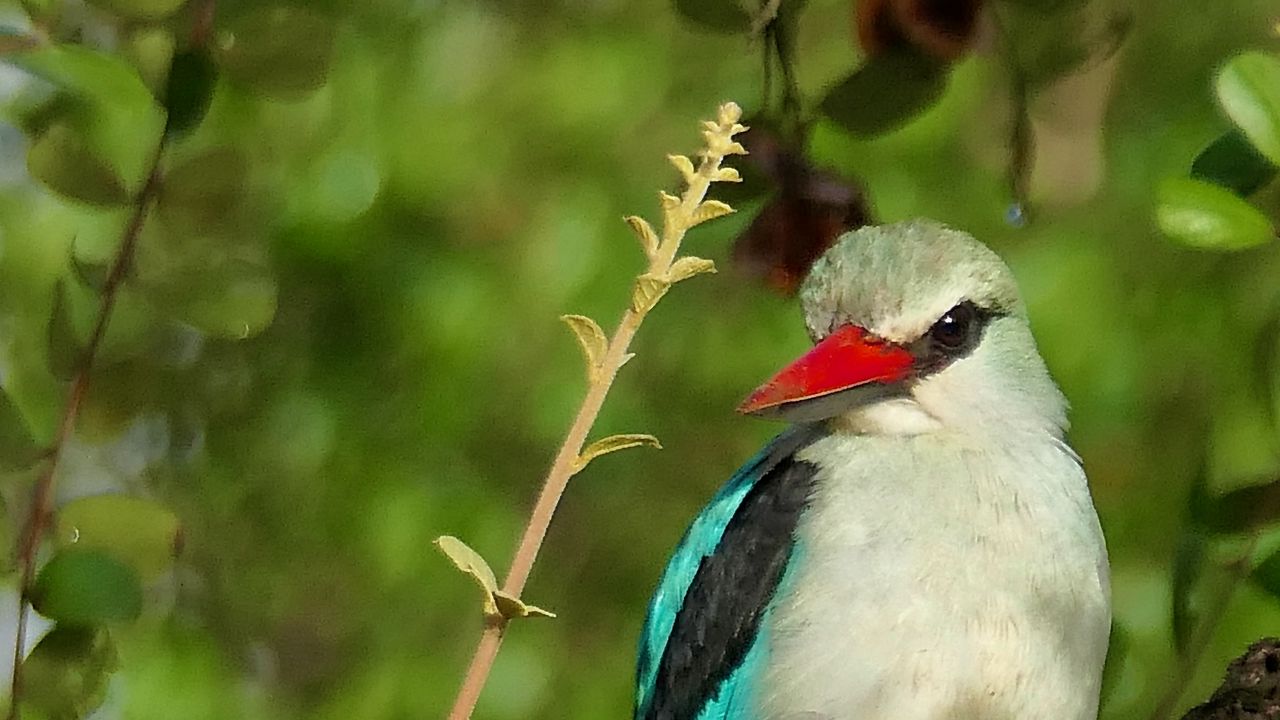 Wallpaper bird, woodland kingfisher, forest, branch, nature, wildlife