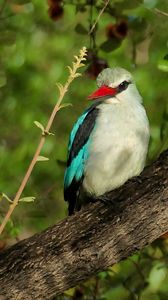 Preview wallpaper bird, woodland kingfisher, forest, branch, nature, wildlife