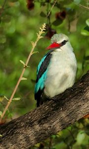 Preview wallpaper bird, woodland kingfisher, forest, branch, nature, wildlife