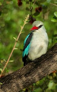 Preview wallpaper bird, woodland kingfisher, forest, branch, nature, wildlife
