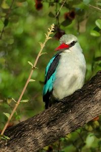 Preview wallpaper bird, woodland kingfisher, forest, branch, nature, wildlife