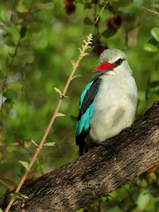 Preview wallpaper bird, woodland kingfisher, forest, branch, nature, wildlife