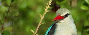 Preview wallpaper bird, woodland kingfisher, forest, branch, nature, wildlife