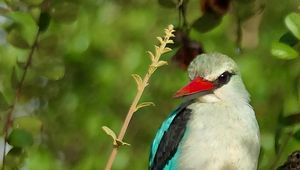 Preview wallpaper bird, woodland kingfisher, forest, branch, nature, wildlife