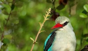 Preview wallpaper bird, woodland kingfisher, forest, branch, nature, wildlife