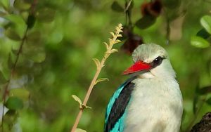 Preview wallpaper bird, woodland kingfisher, forest, branch, nature, wildlife