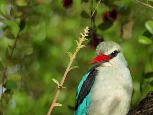 Preview wallpaper bird, woodland kingfisher, forest, branch, nature, wildlife