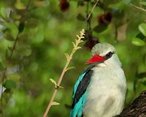 Preview wallpaper bird, woodland kingfisher, forest, branch, nature, wildlife
