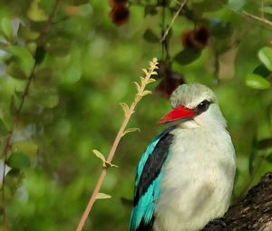 Preview wallpaper bird, woodland kingfisher, forest, branch, nature, wildlife