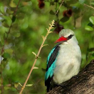 Preview wallpaper bird, woodland kingfisher, forest, branch, nature, wildlife