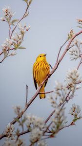 Preview wallpaper bird, yellow, branch, flowers