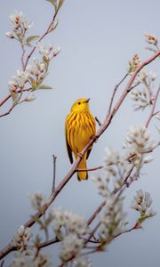 Preview wallpaper bird, yellow, branch, flowers
