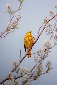 Preview wallpaper bird, yellow, branch, flowers