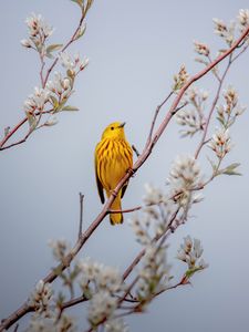 Preview wallpaper bird, yellow, branch, flowers