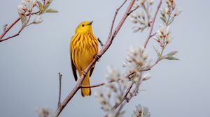 Preview wallpaper bird, yellow, branch, flowers