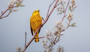 Preview wallpaper bird, yellow, branch, flowers