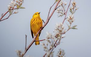 Preview wallpaper bird, yellow, branch, flowers