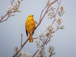 Preview wallpaper bird, yellow, branch, flowers