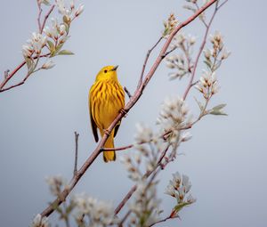 Preview wallpaper bird, yellow, branch, flowers