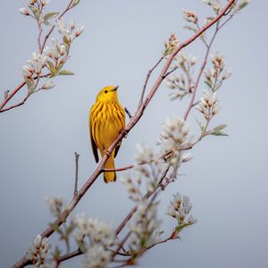 Preview wallpaper bird, yellow, branch, flowers