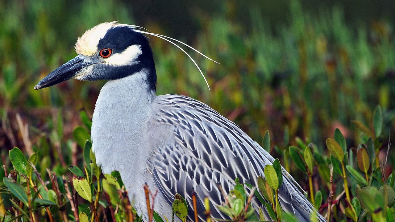 Wallpaper bird, yellow-crowned, night heron, feathers, grass, color, sitting