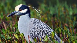 Preview wallpaper bird, yellow-crowned, night heron, feathers, grass, color, sitting