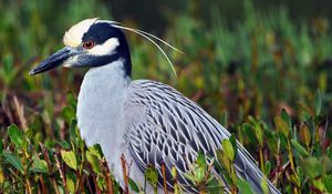 Preview wallpaper bird, yellow-crowned, night heron, feathers, grass, color, sitting