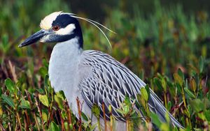 Preview wallpaper bird, yellow-crowned, night heron, feathers, grass, color, sitting