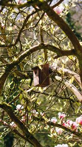 Preview wallpaper birdhouse, tree, branches, leaves, spring