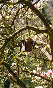 Preview wallpaper birdhouse, tree, branches, leaves, spring