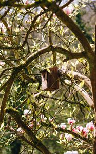 Preview wallpaper birdhouse, tree, branches, leaves, spring