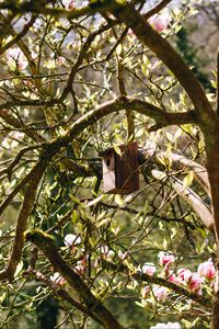 Preview wallpaper birdhouse, tree, branches, leaves, spring