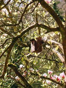 Preview wallpaper birdhouse, tree, branches, leaves, spring