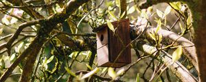 Preview wallpaper birdhouse, tree, branches, leaves, spring