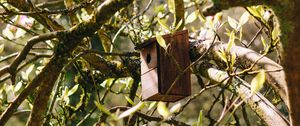 Preview wallpaper birdhouse, tree, branches, leaves, spring