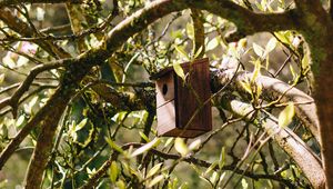 Preview wallpaper birdhouse, tree, branches, leaves, spring