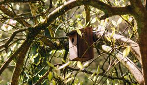 Preview wallpaper birdhouse, tree, branches, leaves, spring