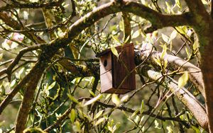 Preview wallpaper birdhouse, tree, branches, leaves, spring