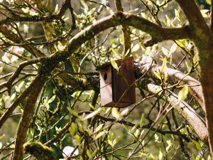 Preview wallpaper birdhouse, tree, branches, leaves, spring