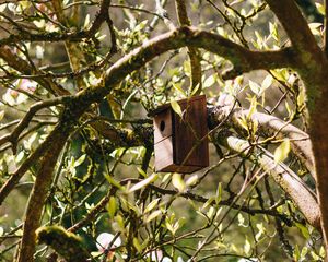 Preview wallpaper birdhouse, tree, branches, leaves, spring