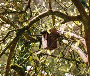 Preview wallpaper birdhouse, tree, branches, leaves, spring