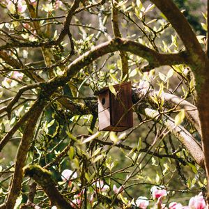 Preview wallpaper birdhouse, tree, branches, leaves, spring