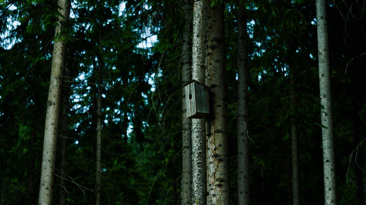 Wallpaper birdhouse, tree, forest