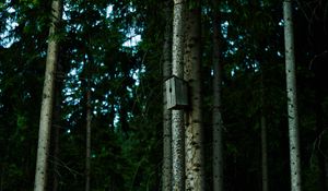 Preview wallpaper birdhouse, tree, forest