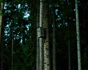 Preview wallpaper birdhouse, tree, forest