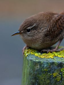 Preview wallpaper birdie, bird, pillar, moss, sit, feathers